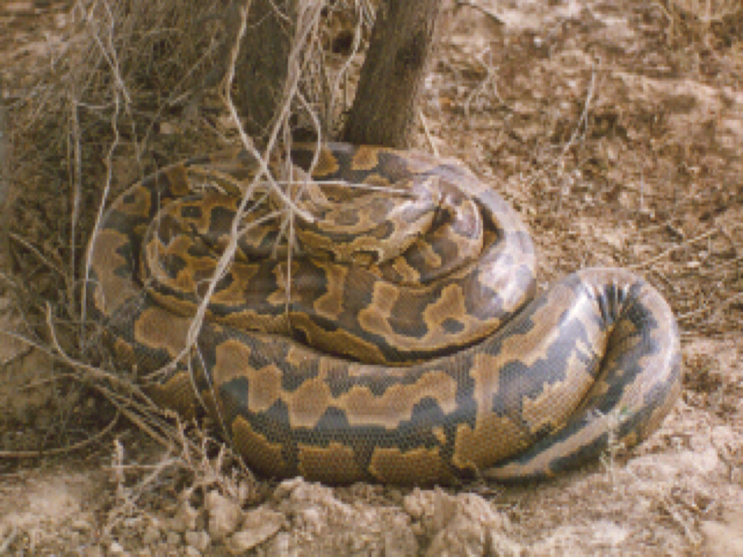 python de Seba